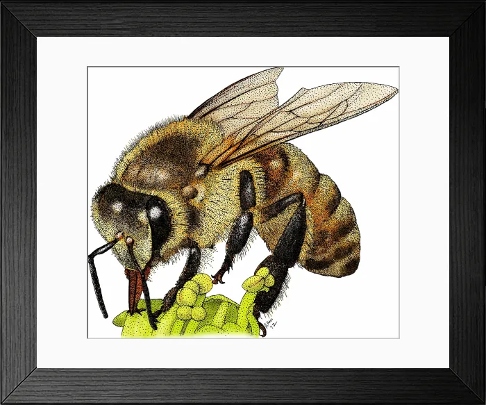 Framed Print : Western honey bee Framed Print : Western honey bee