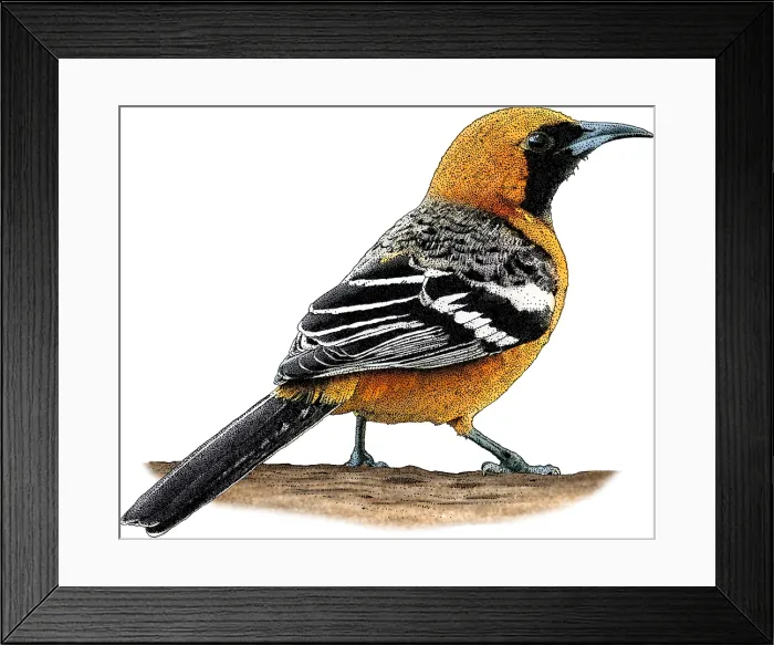 Framed Print : Hooded Oriole