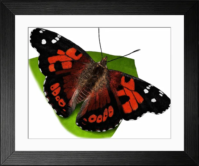 Framed Print : Kamehameha Butterfly Framed Print : Kamehameha Butterfly