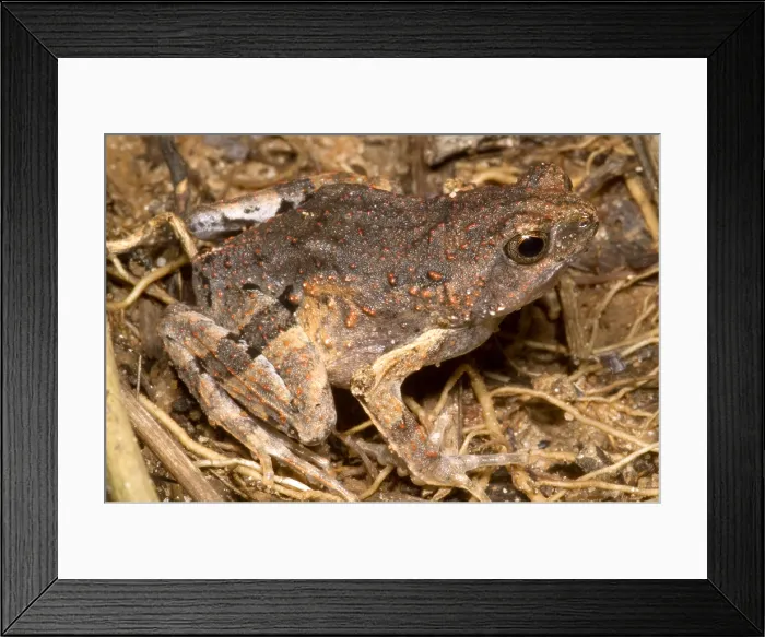 Framed Print : Peter's Dwarf Frog