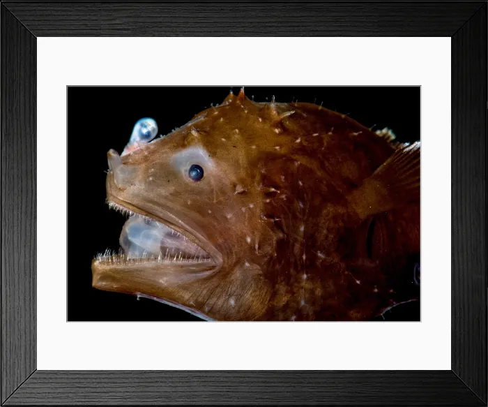 Framed Print : Short Lure Netdevil (Photocorynus spiniceps) Framed Print : Short Lure Netdevil (Photocorynus spiniceps)
