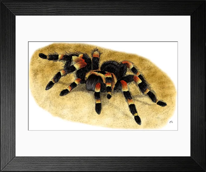 Framed Print : Mexican Red Kneed Tarantula Framed Print : Mexican Red Kneed Tarantula