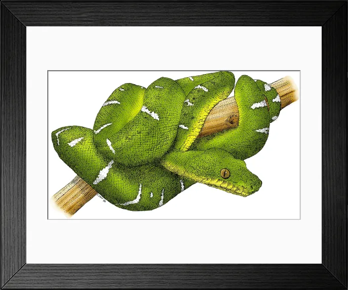 Framed Print : Emerald Boa Framed Print : Emerald Boa