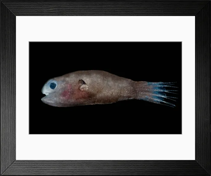 Framed Print : Male Anglerfish Framed Print : Male Anglerfish
