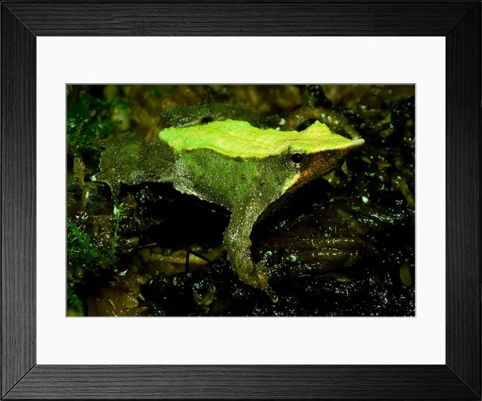 Framed Print : Darwin's Frog Framed Print : Darwin's Frog