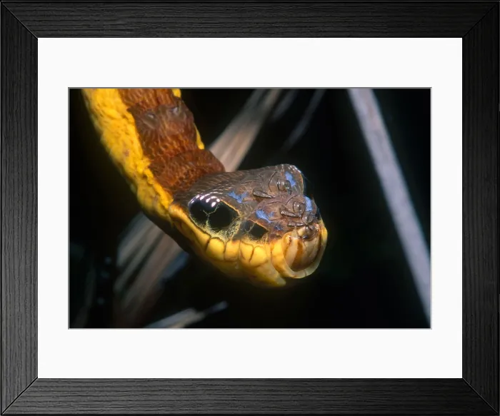 Framed Print : Viper-mimicking Caterpillar Framed Print : Viper-mimicking Caterpillar