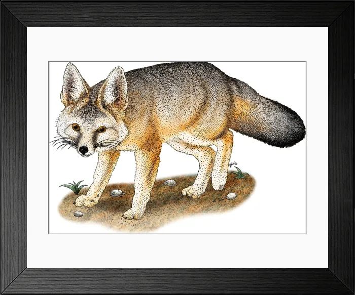 Framed Print : Kit Fox. Illustration of a kit fox (Vulpes macrotis) Framed Print : Kit Fox. Illustration of a kit fox (Vulpes macrotis)
