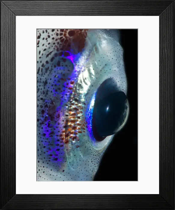 Framed Print : Common Clubhook Squid (Onychoteuthis banksii) eye Framed Print : Common Clubhook Squid (Onychoteuthis banksii) eye