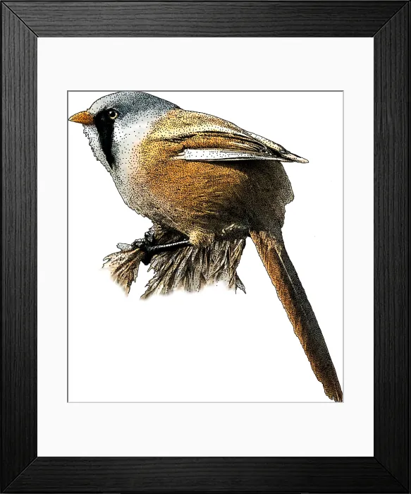 Framed Print : Bearded Reedling Framed Print : Bearded Reedling