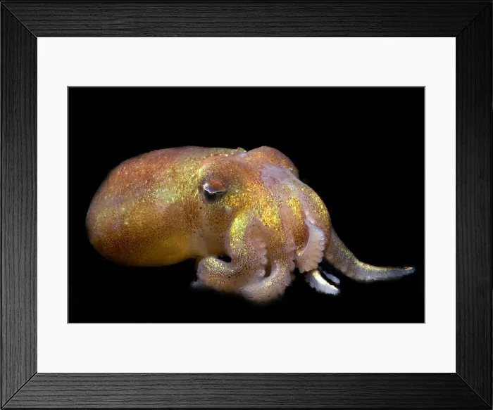Framed Print : Stubby Squid Framed Print : Stubby Squid