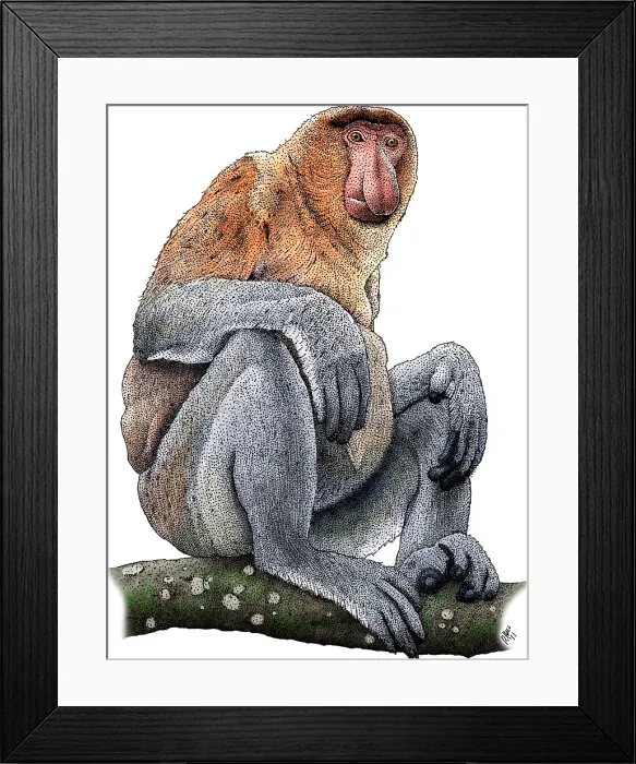 Framed Print : Proboscis Monkey Framed Print : Proboscis Monkey