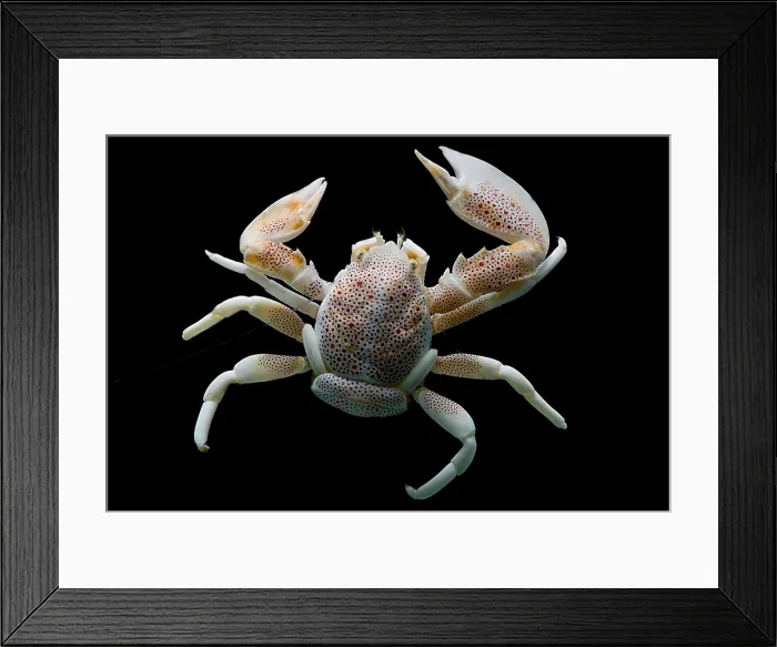 Framed Print : Porcelain Crab Framed Print : Porcelain Crab