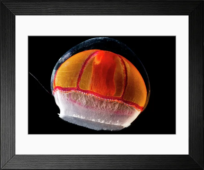 Framed Print : Deep-Water Jellyfish