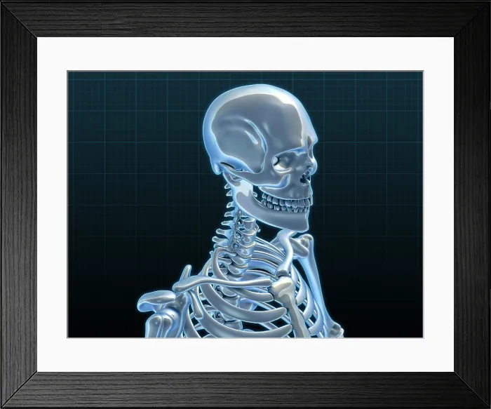 Framed Print : Human Skeleton, artwork Framed Print : Human Skeleton, artwork