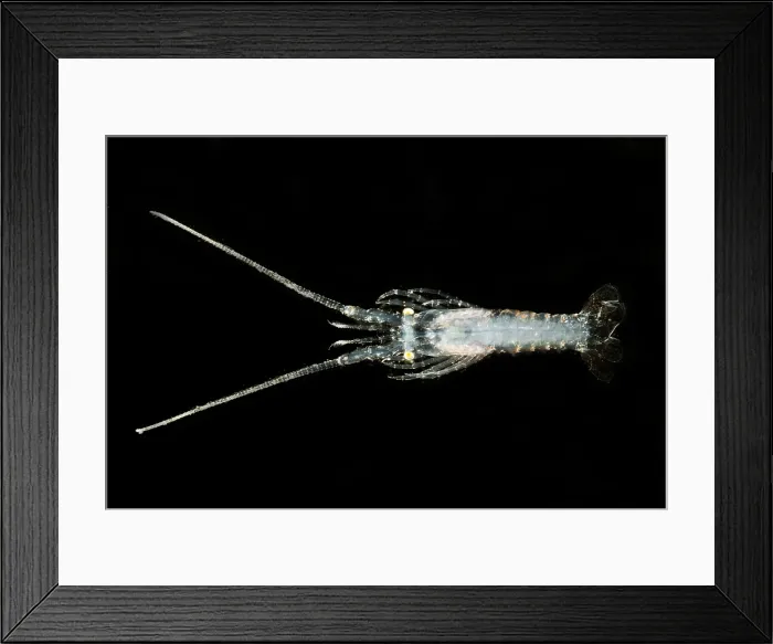 Framed Print : Larval stage of Lobster Framed Print : Larval stage of Lobster