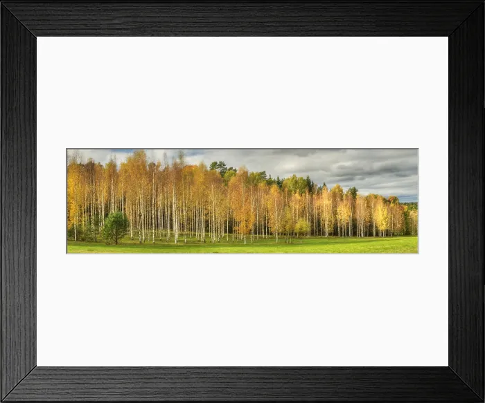 Framed Print : Autumn foliage panorama