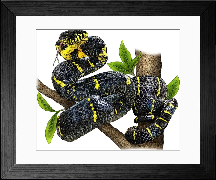 Framed Print : Mangrove Snake, Illustration Framed Print : Mangrove Snake, Illustration