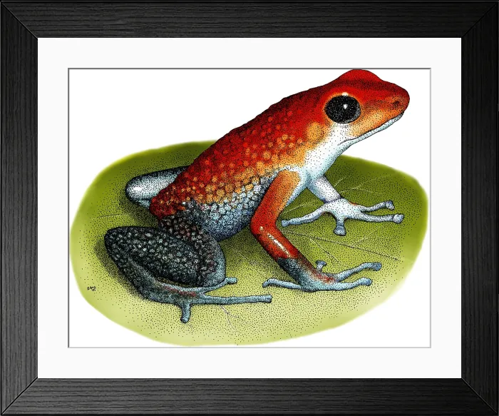 Framed Print : Granular Poison Dart Frog Framed Print : Granular Poison Dart Frog