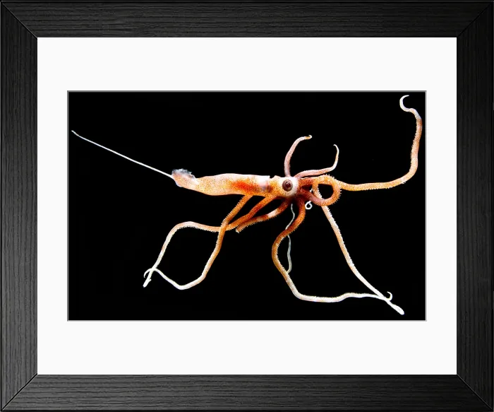 Framed Print : Joubin's squid (Joubiniteuthis portieri) Framed Print : Joubin's squid (Joubiniteuthis portieri)