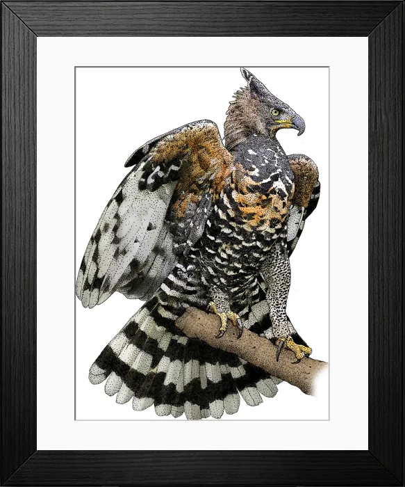 Framed Print : African Crowned Eagle Framed Print : African Crowned Eagle