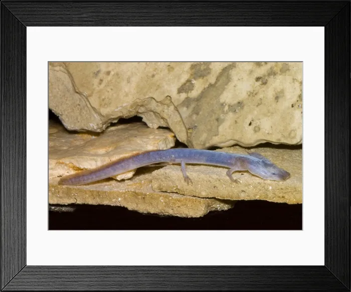 Framed Print : Austin Blind Salamander