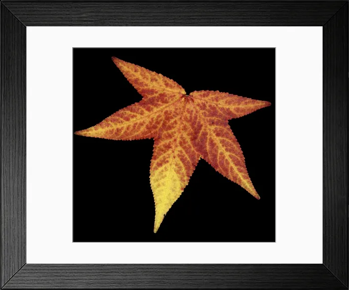 Framed Print : Sweetgum Leaf Framed Print : Sweetgum Leaf