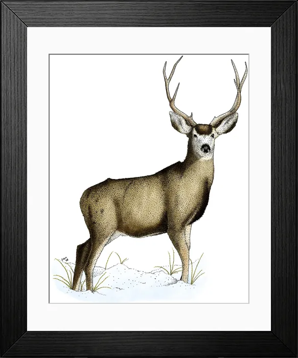 Framed Print : Mule Deer, (Odocoileus hemionus); male Framed Print : Mule Deer, (Odocoileus hemionus); male