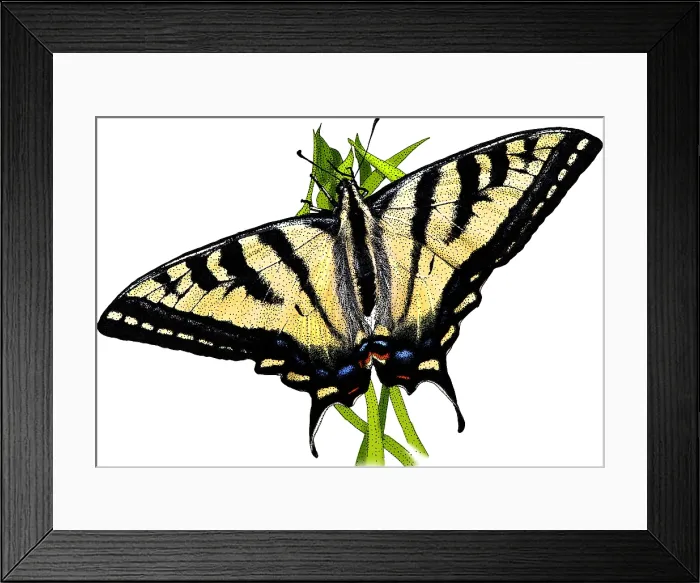 Framed Print : Western Tiger Swallowtail