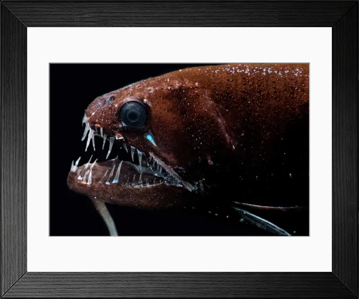 Framed Print : Threadfin Dragonfish (Echiostoma barbatum)