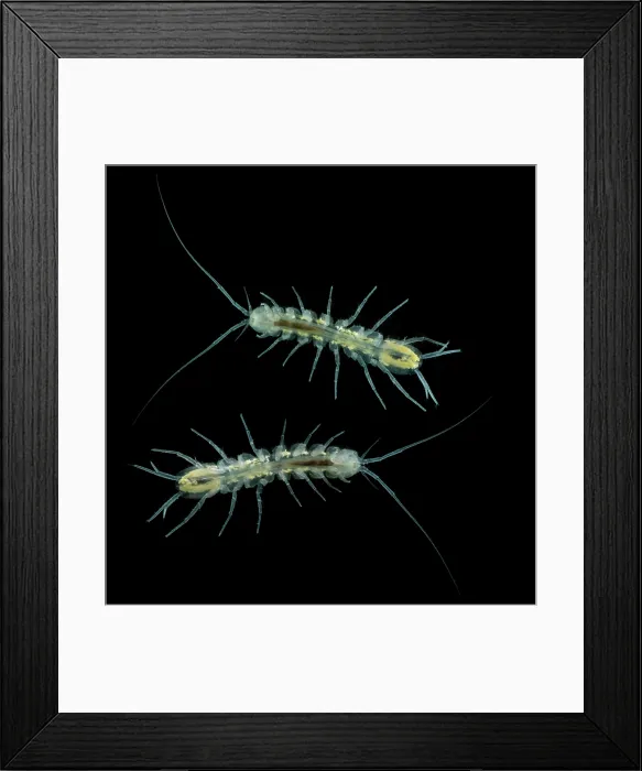 Framed Print : Groundwater Isopod, Caecidotea stiladactyla
