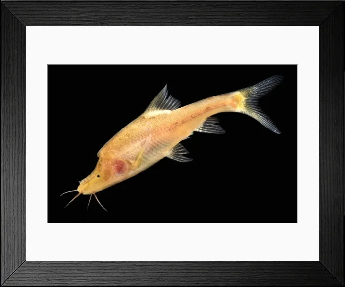 Framed Print : Double Horned Golden Line Barbel Framed Print : Double Horned Golden Line Barbel
