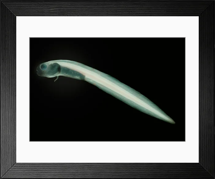 Framed Print : Midwater Eelpout Framed Print : Midwater Eelpout