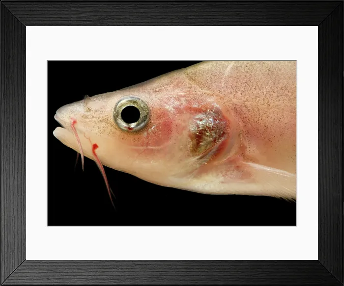 Framed Print : Guilin Golden-line Barbel (Sinocyclocheilus guilinensis)