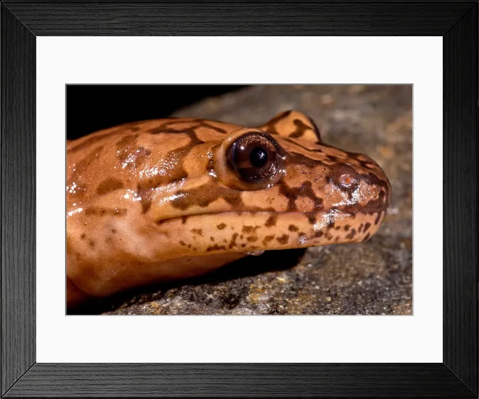 Framed Print : California Giant Salamander Framed Print : California Giant Salamander