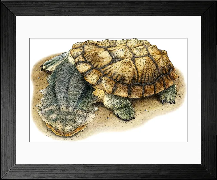 Framed Print : Mata Mata Turtle Framed Print : Mata Mata Turtle