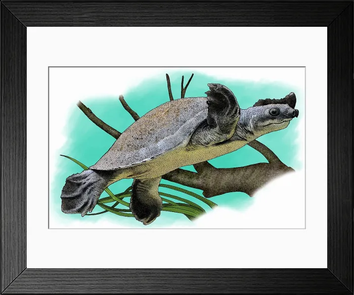 Framed Print : Fly River Turtle Framed Print : Fly River Turtle