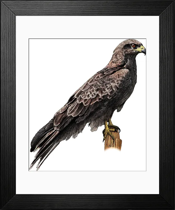 Framed Print : Black falcon Framed Print : Black falcon
