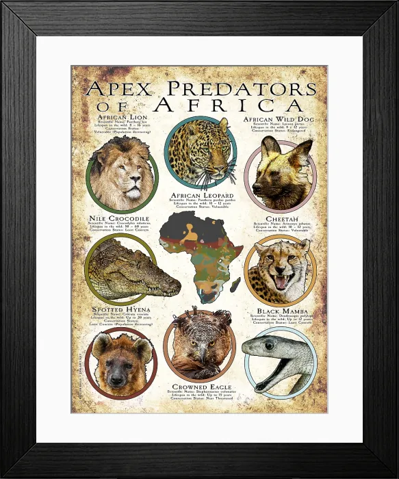 Framed Print : Apex Predators of Africa