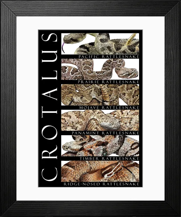 Framed Print : Rattlesnakes of North America Framed Print : Rattlesnakes of North America