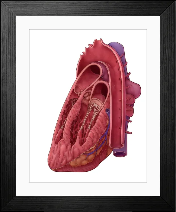 Framed Print : Heart Cross Section, Illustration