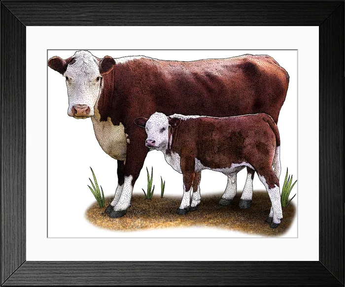 Framed Print : Hereford Cow Framed Print : Hereford Cow