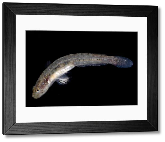 Framed Print : Arrow Goby Framed Print : Arrow Goby