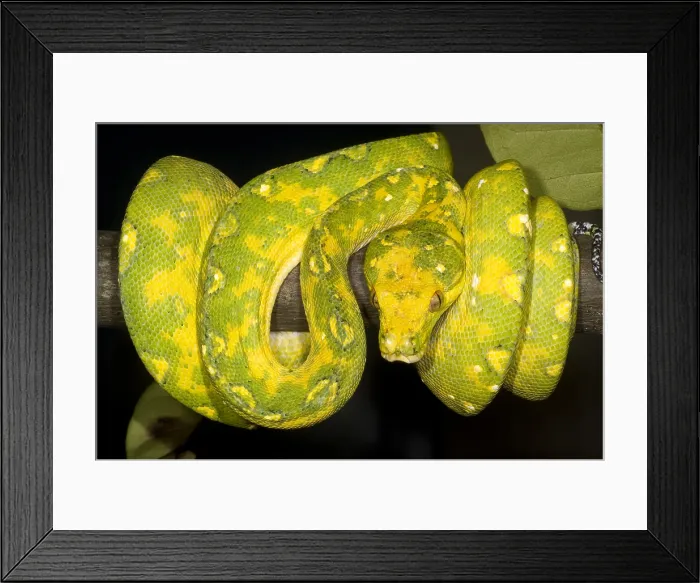 Framed Print : Green Tree Python Framed Print : Green Tree Python