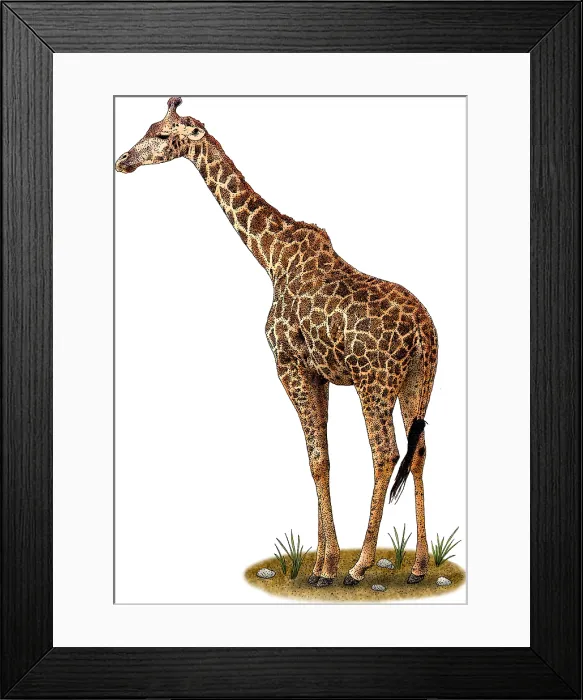 Framed Print : Masai Giraffe Framed Print : Masai Giraffe