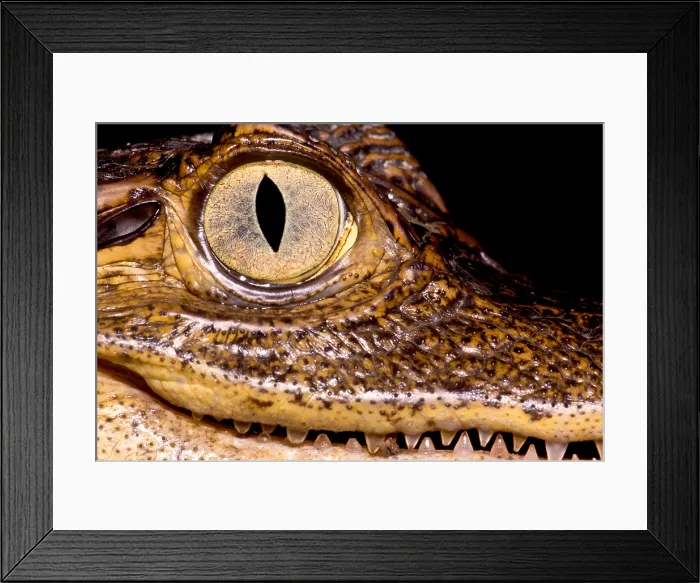 Framed Print : Common Caiman Eye