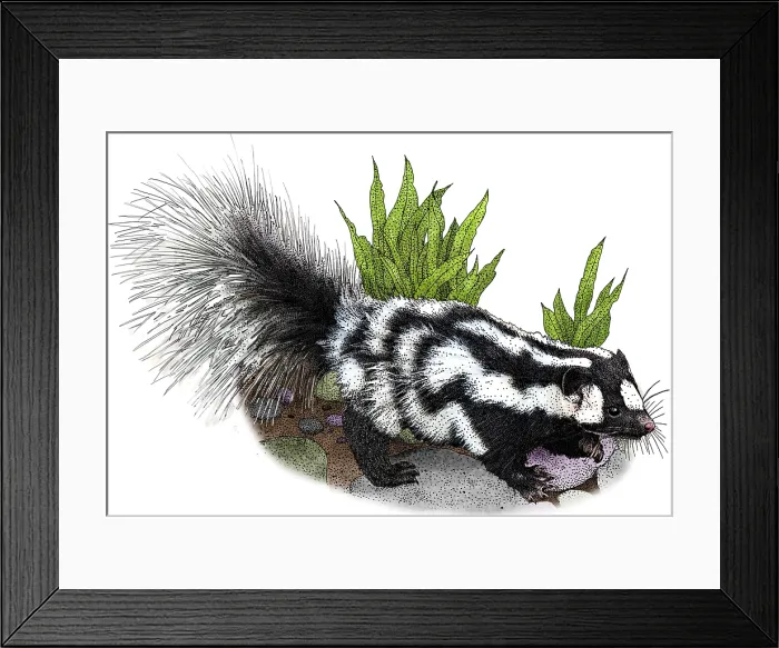 Framed Print : Spotted Skunk