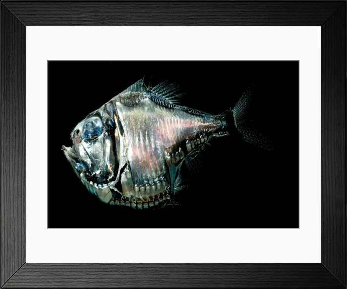 Framed Print : Deep-Sea Hatchetfish Framed Print : Deep-Sea Hatchetfish