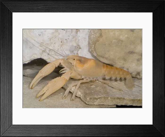Framed Print : Miami Cave Crayfish Framed Print : Miami Cave Crayfish