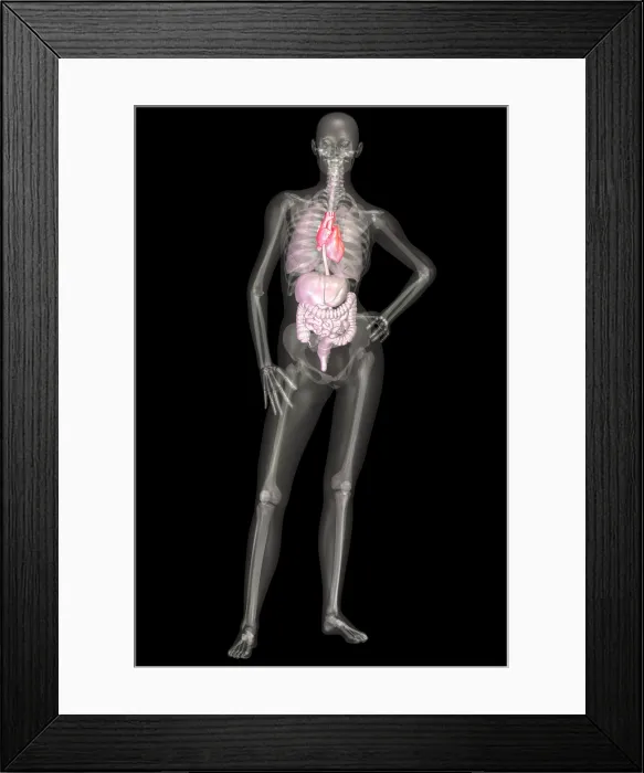 Framed Print : Human Skeleton and Organ Systems Framed Print : Human Skeleton and Organ Systems