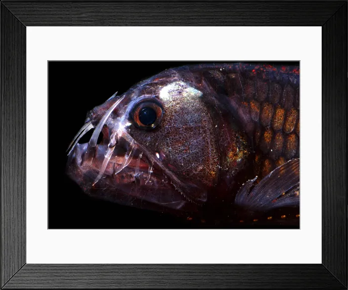 Framed Print : Pacific Viperfish